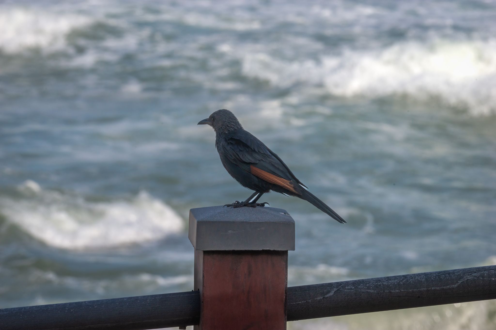 Rotschwingenstar am Umhlanga Beach